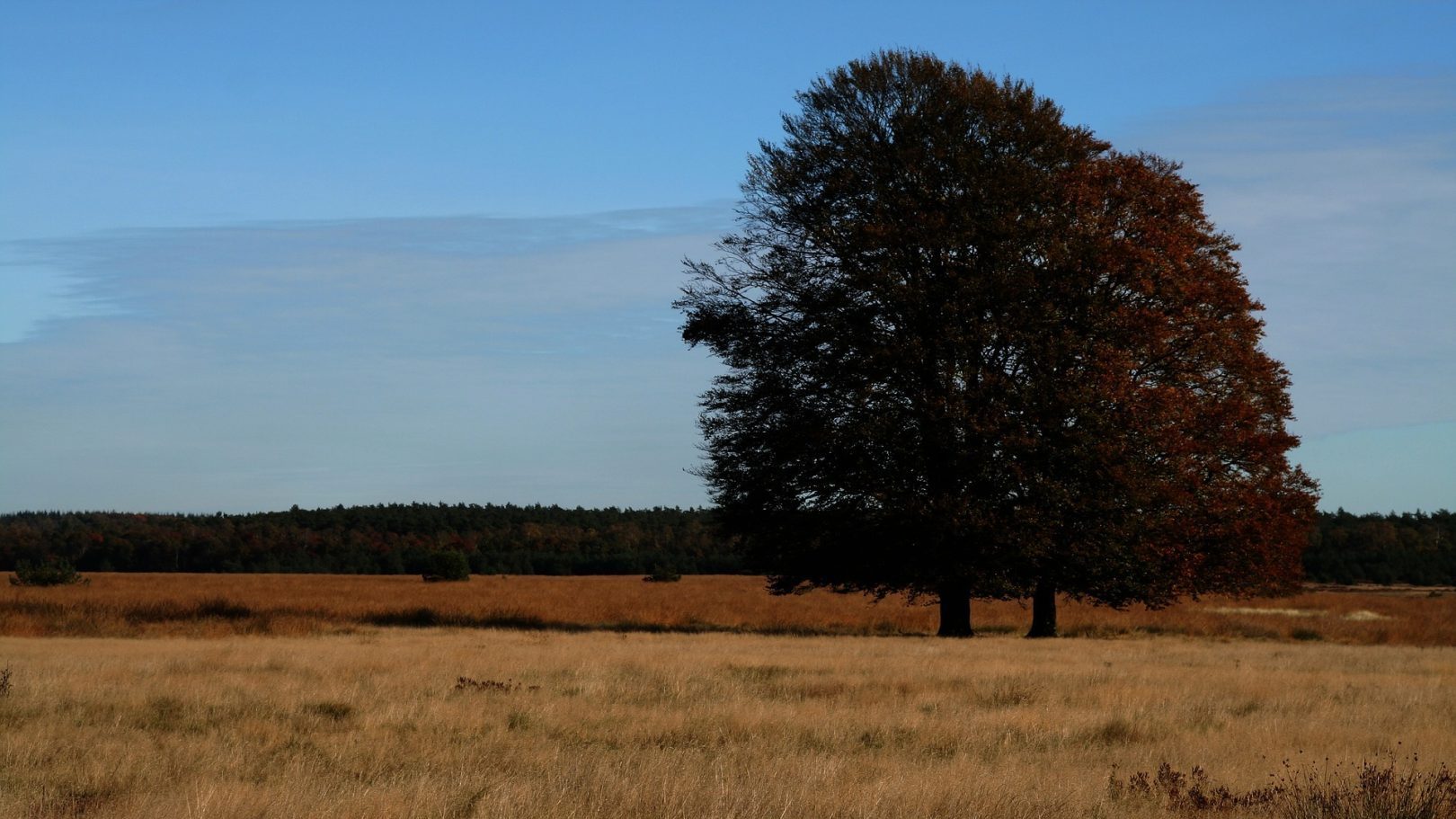 Hoge Veluwe